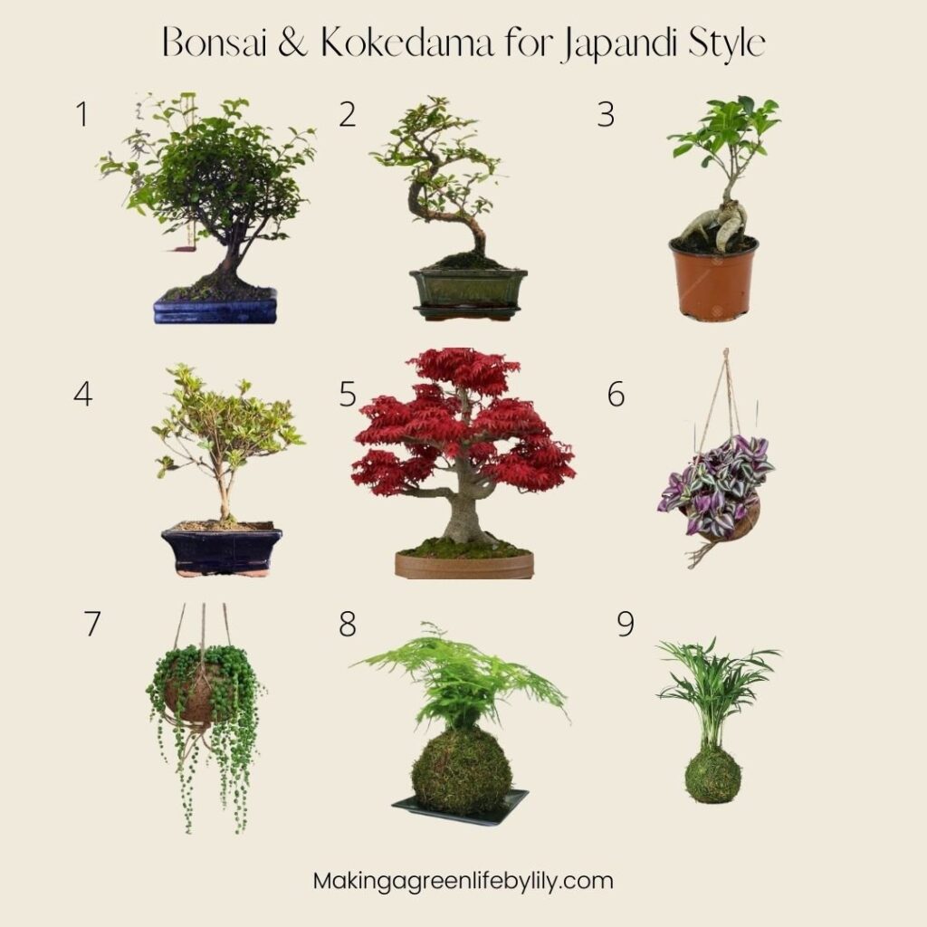 Bonsai and kokedama for Japandi style