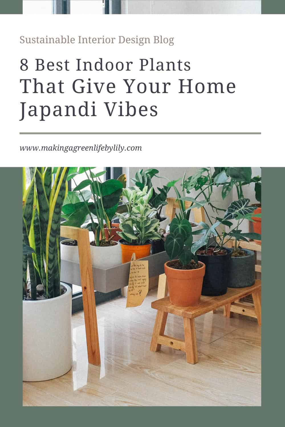 8 Best Indoor Plants That Give Your Home Japandi Vibes