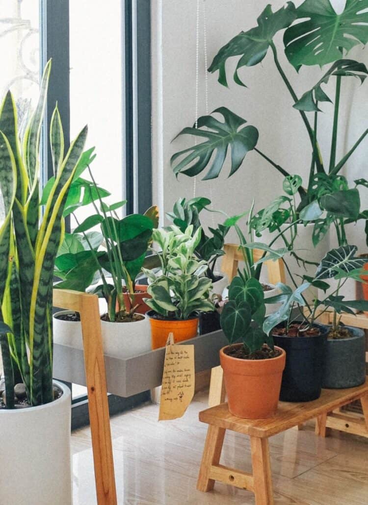 8 Plants Ideas For Japandi Home