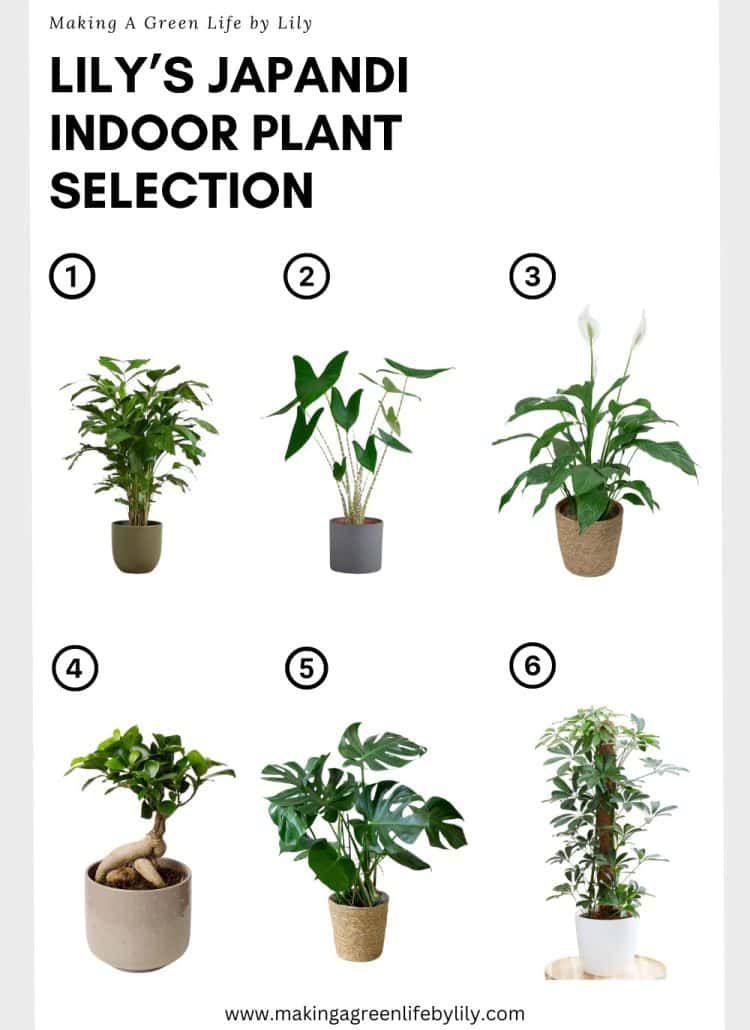 Lily’s Japandi Indoor Plants Selection