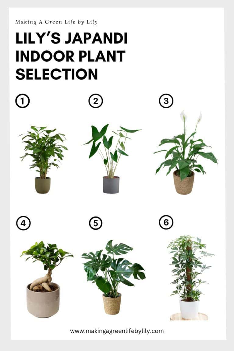 Lily's indoor plants selection