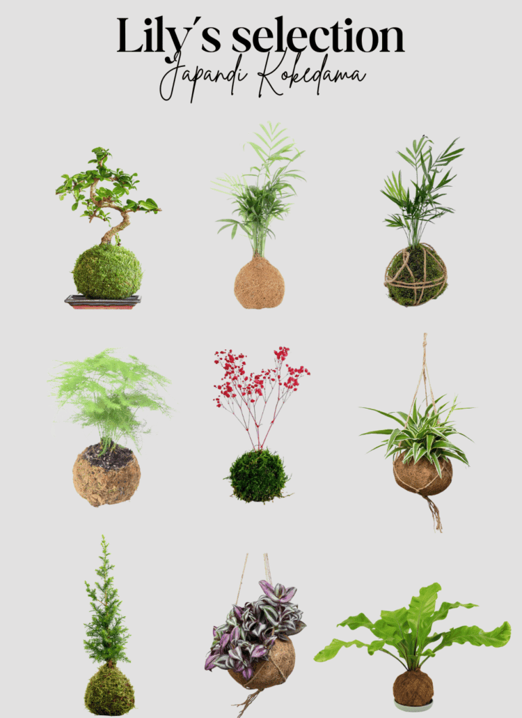 Lily’s Japandi Kokedama Collection