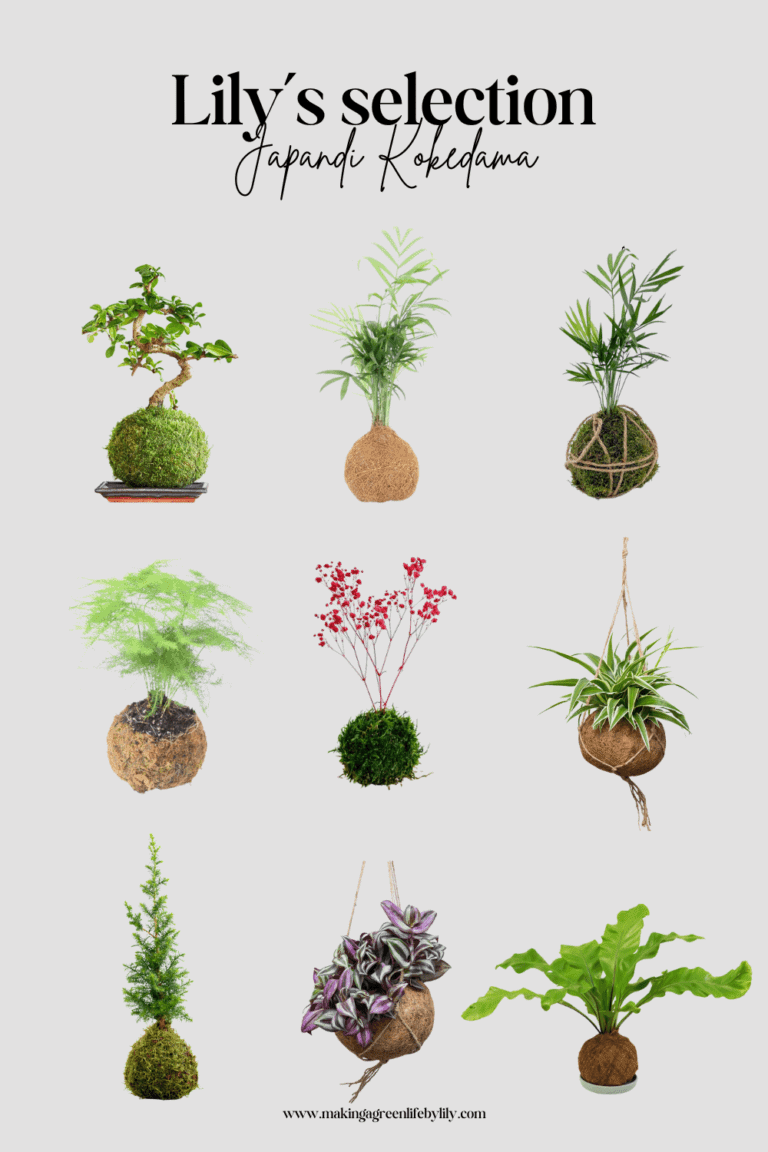 Lily’s Japandi Kokedama Collection